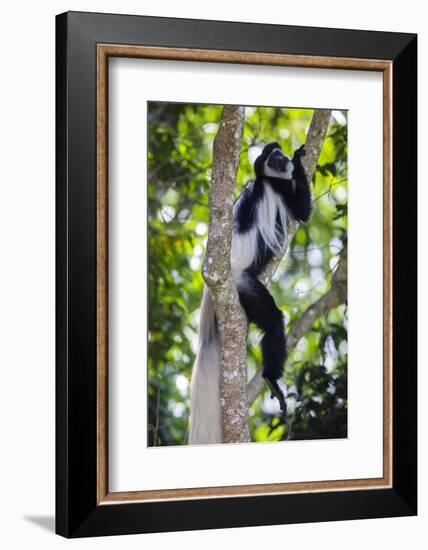 Africa. Tanzania. Black and White Colobus at Arusha National Park.-Ralph H. Bendjebar-Framed Photographic Print