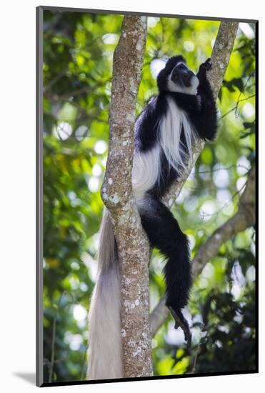 Africa. Tanzania. Black and White Colobus at Arusha National Park.-Ralph H. Bendjebar-Mounted Photographic Print