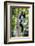 Africa. Tanzania. Black and White Colobus at Arusha National Park.-Ralph H. Bendjebar-Framed Photographic Print