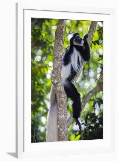 Africa. Tanzania. Black and White Colobus at Arusha National Park.-Ralph H. Bendjebar-Framed Premium Photographic Print