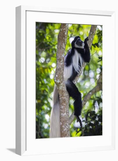 Africa. Tanzania. Black and White Colobus at Arusha National Park.-Ralph H. Bendjebar-Framed Premium Photographic Print