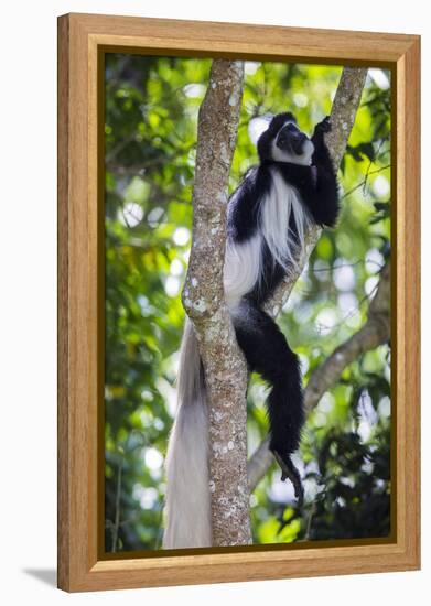 Africa. Tanzania. Black and White Colobus at Arusha National Park.-Ralph H. Bendjebar-Framed Premier Image Canvas