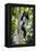 Africa. Tanzania. Black and White Colobus at Arusha National Park.-Ralph H. Bendjebar-Framed Premier Image Canvas