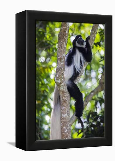 Africa. Tanzania. Black and White Colobus at Arusha National Park.-Ralph H. Bendjebar-Framed Premier Image Canvas