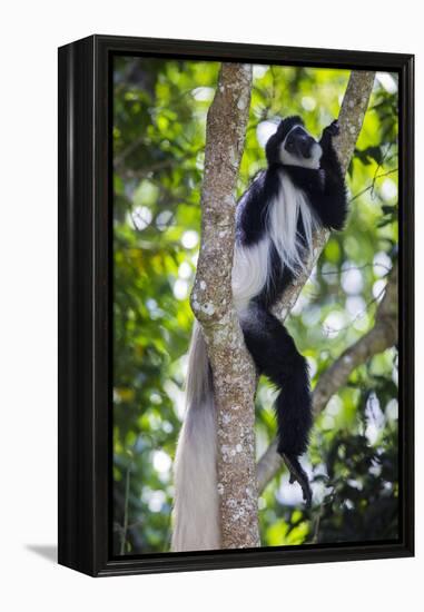 Africa. Tanzania. Black and White Colobus at Arusha National Park.-Ralph H. Bendjebar-Framed Premier Image Canvas