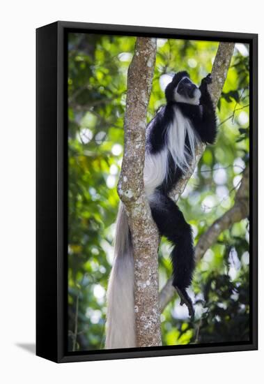 Africa. Tanzania. Black and White Colobus at Arusha National Park.-Ralph H. Bendjebar-Framed Premier Image Canvas