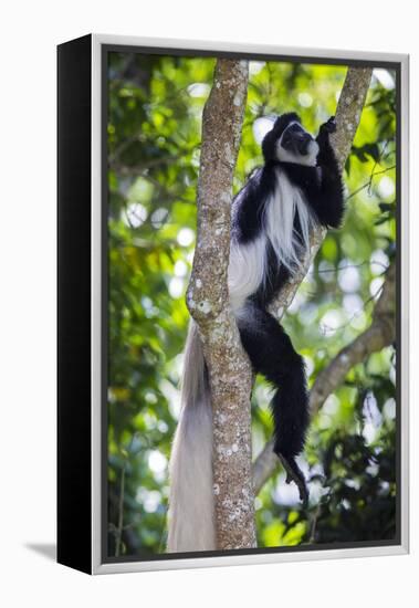 Africa. Tanzania. Black and White Colobus at Arusha National Park.-Ralph H. Bendjebar-Framed Premier Image Canvas