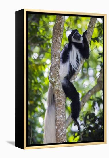 Africa. Tanzania. Black and White Colobus at Arusha National Park.-Ralph H. Bendjebar-Framed Premier Image Canvas