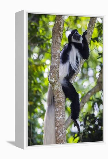 Africa. Tanzania. Black and White Colobus at Arusha National Park.-Ralph H. Bendjebar-Framed Premier Image Canvas