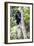 Africa. Tanzania. Black and White Colobus at Arusha National Park.-Ralph H. Bendjebar-Framed Photographic Print