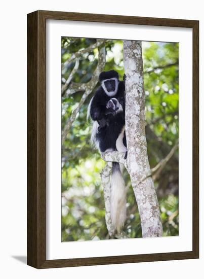 Africa. Tanzania. Black and White Colobus at Arusha National Park.-Ralph H. Bendjebar-Framed Photographic Print