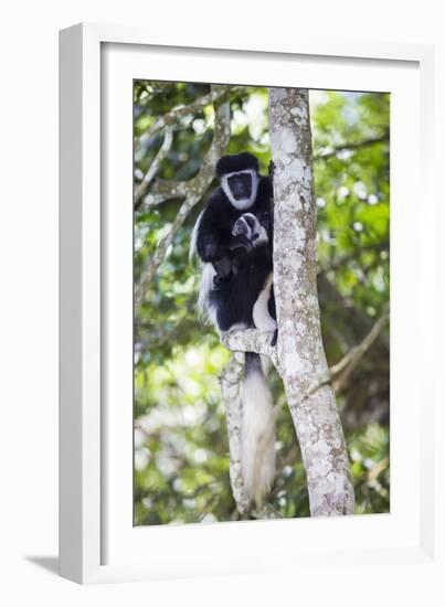 Africa. Tanzania. Black and White Colobus at Arusha National Park.-Ralph H. Bendjebar-Framed Photographic Print