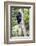 Africa. Tanzania. Black and White Colobus at Arusha National Park.-Ralph H. Bendjebar-Framed Photographic Print