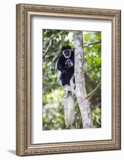 Africa. Tanzania. Black and White Colobus at Arusha National Park.-Ralph H. Bendjebar-Framed Photographic Print