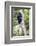 Africa. Tanzania. Black and White Colobus at Arusha National Park.-Ralph H. Bendjebar-Framed Photographic Print