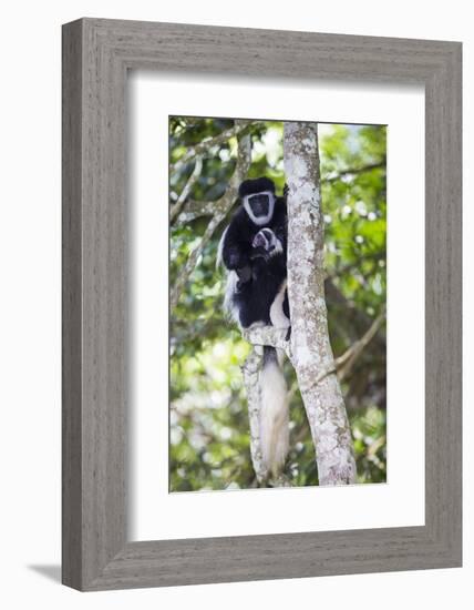 Africa. Tanzania. Black and White Colobus at Arusha National Park.-Ralph H. Bendjebar-Framed Photographic Print