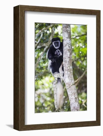 Africa. Tanzania. Black and White Colobus at Arusha National Park.-Ralph H. Bendjebar-Framed Photographic Print