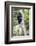 Africa. Tanzania. Black and White Colobus at Arusha National Park.-Ralph H. Bendjebar-Framed Photographic Print