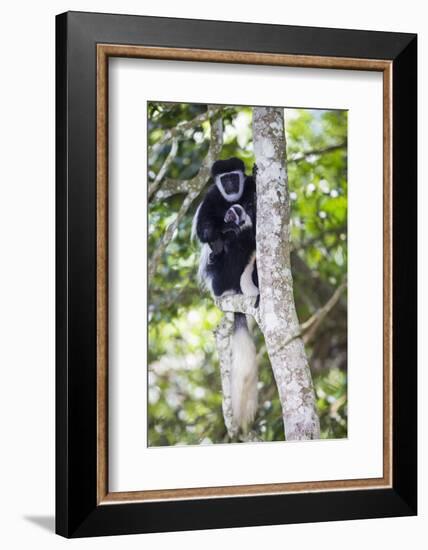 Africa. Tanzania. Black and White Colobus at Arusha National Park.-Ralph H. Bendjebar-Framed Photographic Print