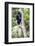 Africa. Tanzania. Black and White Colobus at Arusha National Park.-Ralph H. Bendjebar-Framed Photographic Print