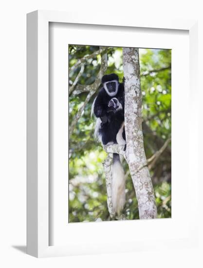 Africa. Tanzania. Black and White Colobus at Arusha National Park.-Ralph H. Bendjebar-Framed Photographic Print