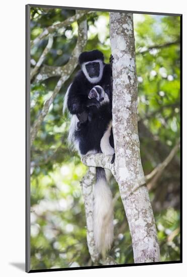 Africa. Tanzania. Black and White Colobus at Arusha National Park.-Ralph H. Bendjebar-Mounted Photographic Print