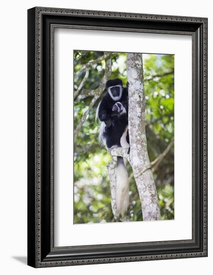 Africa. Tanzania. Black and White Colobus at Arusha National Park.-Ralph H. Bendjebar-Framed Photographic Print