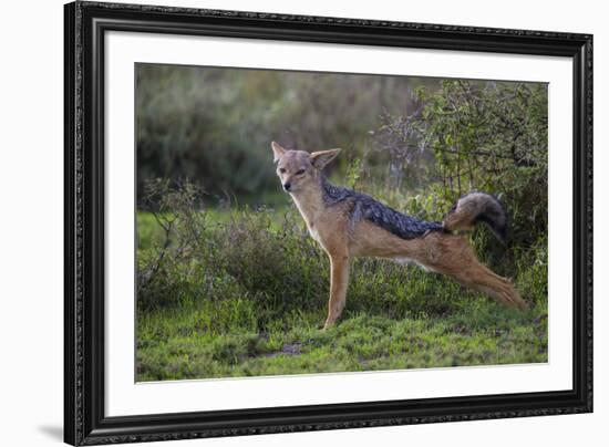 Africa. Tanzania. Black-backed jackal stretches after a nap, Serengeti National Park.-Ralph H. Bendjebar-Framed Premium Photographic Print