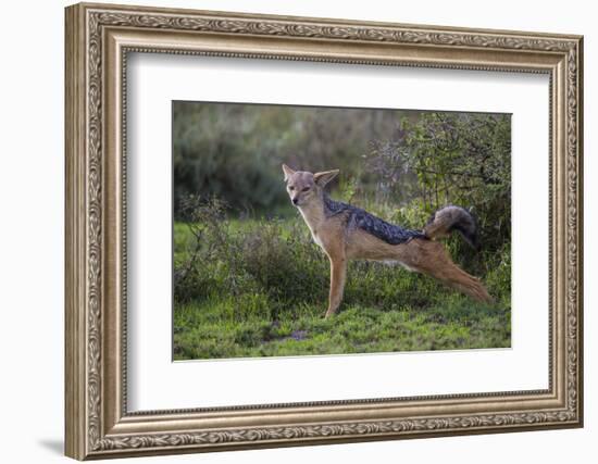 Africa. Tanzania. Black-backed jackal stretches after a nap, Serengeti National Park.-Ralph H. Bendjebar-Framed Photographic Print