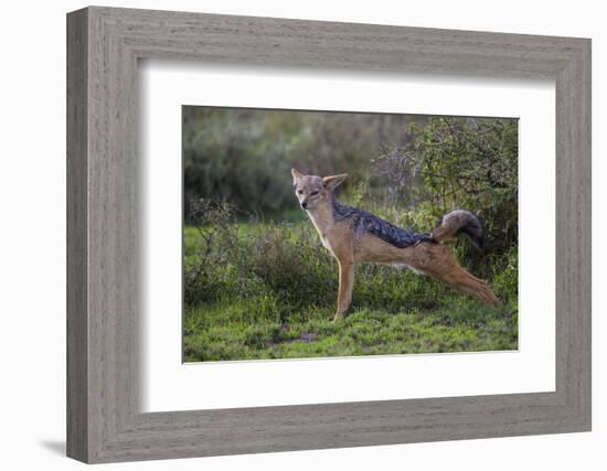 Africa. Tanzania. Black-backed jackal stretches after a nap, Serengeti National Park.-Ralph H. Bendjebar-Framed Photographic Print