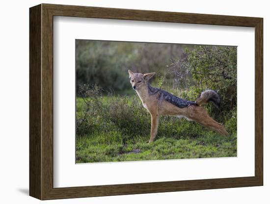 Africa. Tanzania. Black-backed jackal stretches after a nap, Serengeti National Park.-Ralph H. Bendjebar-Framed Photographic Print