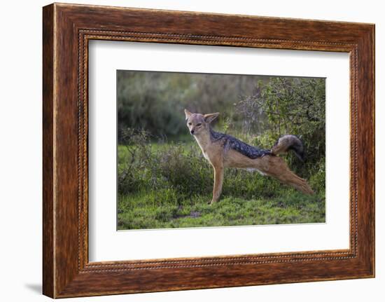 Africa. Tanzania. Black-backed jackal stretches after a nap, Serengeti National Park.-Ralph H. Bendjebar-Framed Photographic Print