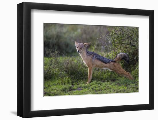 Africa. Tanzania. Black-backed jackal stretches after a nap, Serengeti National Park.-Ralph H. Bendjebar-Framed Photographic Print