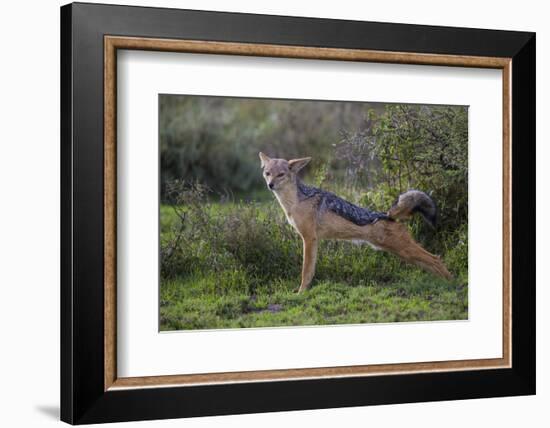 Africa. Tanzania. Black-backed jackal stretches after a nap, Serengeti National Park.-Ralph H. Bendjebar-Framed Photographic Print