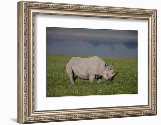 Africa. Tanzania. Black rhinoceros at Ngorongoro crater.-Ralph H. Bendjebar-Framed Photographic Print