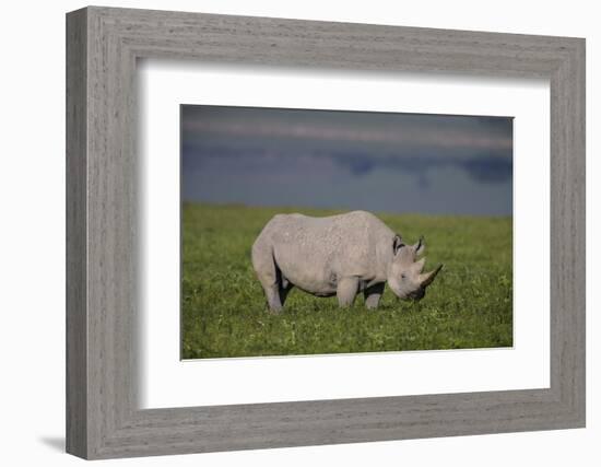 Africa. Tanzania. Black rhinoceros at Ngorongoro crater.-Ralph H. Bendjebar-Framed Photographic Print