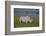 Africa. Tanzania. Black rhinoceros at Ngorongoro crater.-Ralph H. Bendjebar-Framed Photographic Print