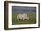 Africa. Tanzania. Black rhinoceros at Ngorongoro crater.-Ralph H. Bendjebar-Framed Photographic Print