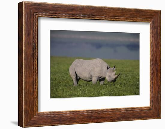 Africa. Tanzania. Black rhinoceros at Ngorongoro crater.-Ralph H. Bendjebar-Framed Photographic Print
