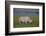 Africa. Tanzania. Black rhinoceros at Ngorongoro crater.-Ralph H. Bendjebar-Framed Photographic Print