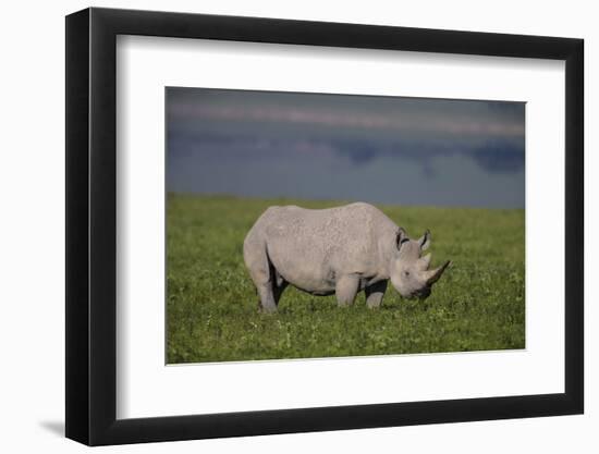 Africa. Tanzania. Black rhinoceros at Ngorongoro crater.-Ralph H. Bendjebar-Framed Photographic Print