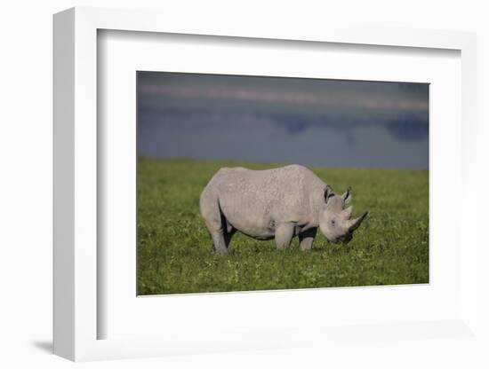 Africa. Tanzania. Black rhinoceros at Ngorongoro crater.-Ralph H. Bendjebar-Framed Photographic Print