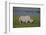 Africa. Tanzania. Black rhinoceros at Ngorongoro crater.-Ralph H. Bendjebar-Framed Photographic Print