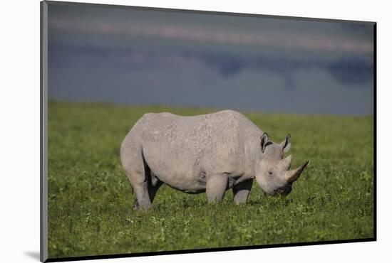 Africa. Tanzania. Black rhinoceros at Ngorongoro crater.-Ralph H. Bendjebar-Mounted Photographic Print