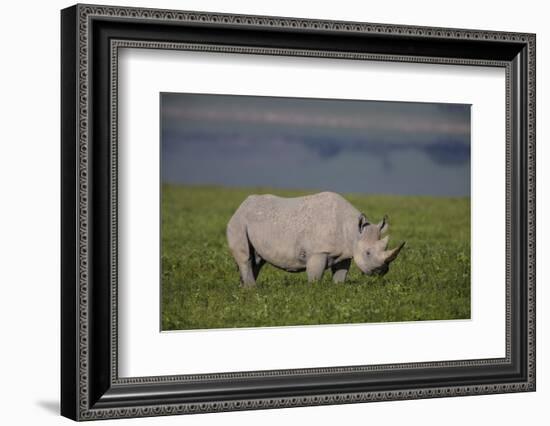 Africa. Tanzania. Black rhinoceros at Ngorongoro crater.-Ralph H. Bendjebar-Framed Photographic Print