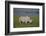 Africa. Tanzania. Black rhinoceros at Ngorongoro crater.-Ralph H. Bendjebar-Framed Photographic Print