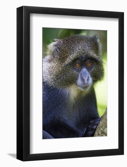 Africa. Tanzania. Blue Monkey at Arusha National Park.-Ralph H. Bendjebar-Framed Photographic Print