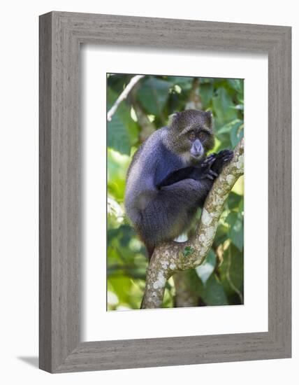 Africa. Tanzania. Blue Monkey at Arusha National Park.-Ralph H. Bendjebar-Framed Photographic Print