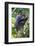 Africa. Tanzania. Blue Monkey at Arusha National Park.-Ralph H. Bendjebar-Framed Photographic Print