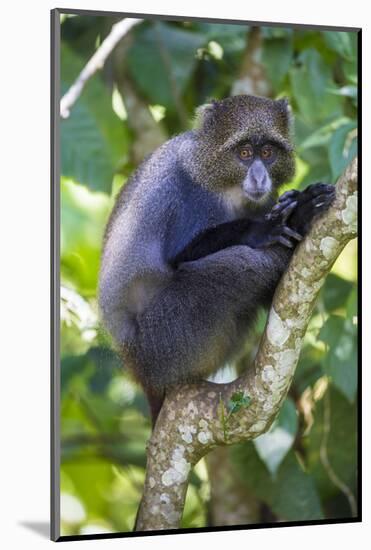 Africa. Tanzania. Blue Monkey at Arusha National Park.-Ralph H. Bendjebar-Mounted Photographic Print